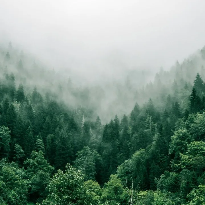 Forest in mist